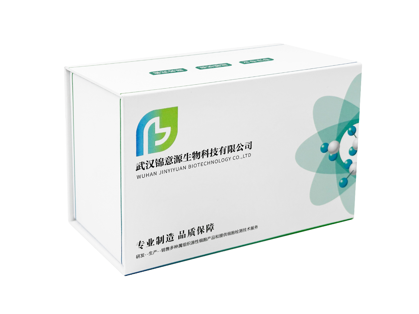 人真皮微血管内皮细胞